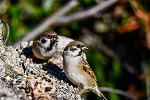 Pair of sparrows resting on a log Stock Photos