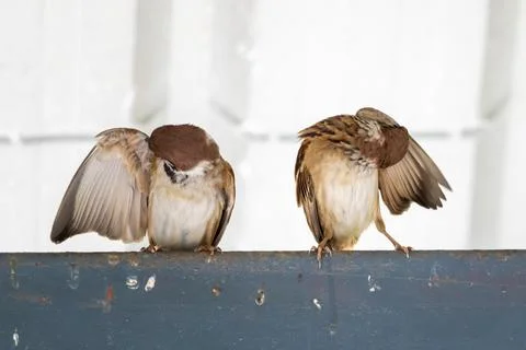 A pair of sparrows ruffle their feathers Stock Photos