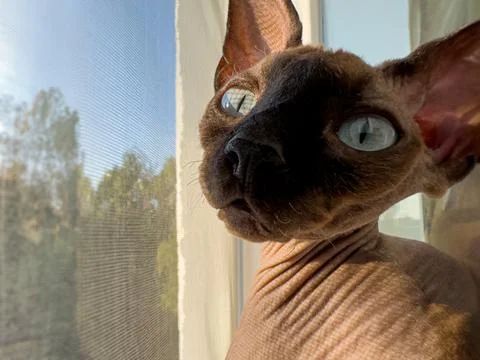 A pair of sphinx cats on the window Stock-Fotos
