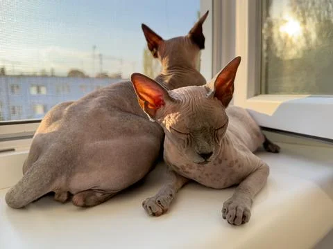 A pair of sphinx cats on the window Stock-Fotos