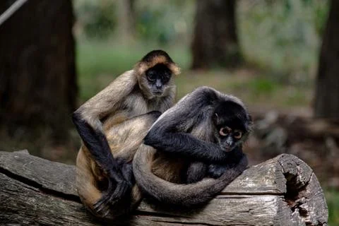 A pair of spider monkeys close up on a log Stock Photos