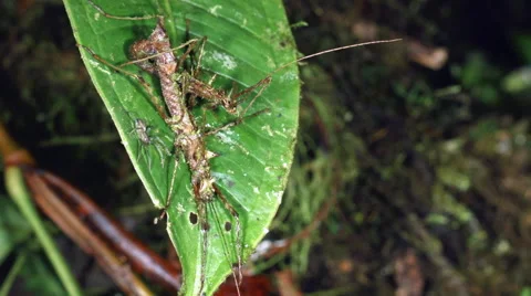 Pair of spiny stick insects (Acanthoclonia sp.) mating at night  Stock Footage 66111653