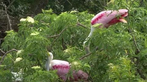 A pair of spoonbills in the tree. Stock-Footage 41719253