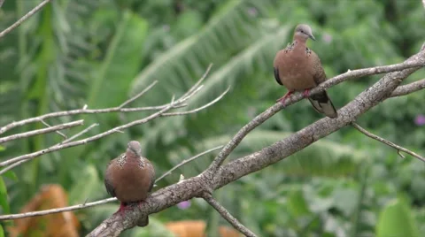 A Pair of Spotted, Collared Doves, Preening Themselves Stock Footage 51829093