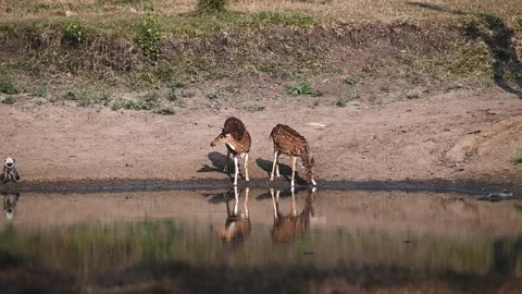 A pair of spotted deer drinking water in Kabini national park Stock Footage 267566952