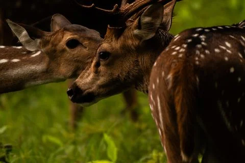 A pair of Spotted Deer Stock Photos