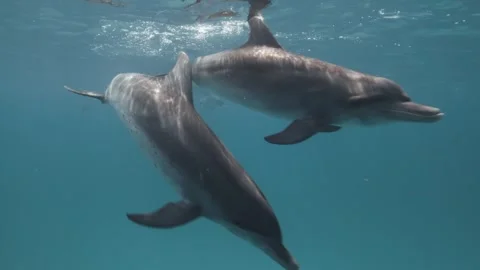 A pair of Spotted Dolphins guide you to the Pod Stock Footage 299040575
