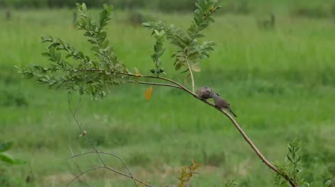 Pair of spotted dove on guava tree Stock Footage 69067667