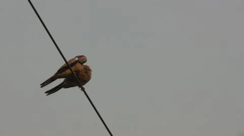 Pair of spotted dove resting on the electrical wire Stock Footage 64051761