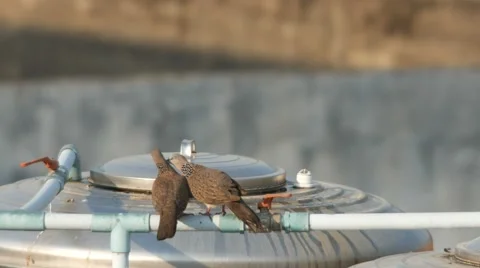 Pair of spotted dove is taking care each others Stock Footage 62209064