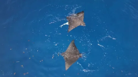 Pair of Spotted Eagle Rays Swimming in Tandem in Deep Blue Ocean near Seychelles Stock Footage 337154276