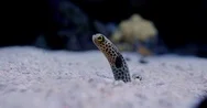 Pair Of Spotted Garden-Eels - Heteroconger Hassi Stock Footage