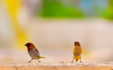 Pair Of Spotted Munia Stock Photos