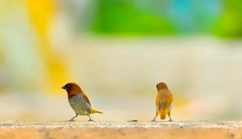 Pair Of Spotted Munia Stock Photos