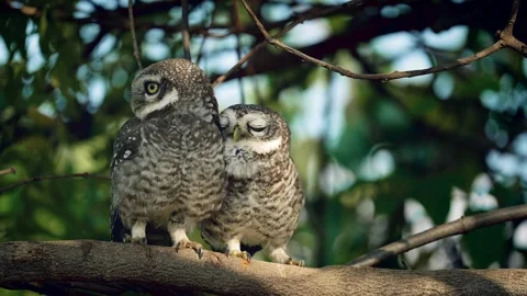 Pair of Spotted Owlets on a branch cuddling in slow motion Stock Footage 257685903
