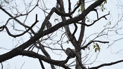  A pair of spotted owlets perched elegantly in Bandhavgarh national park Stock Footage 277139281