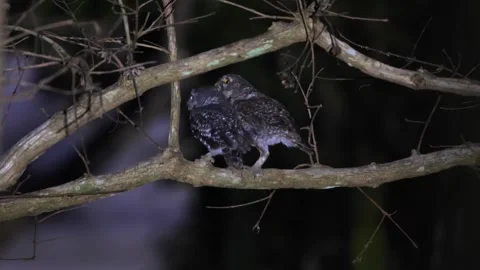 Pair of spotted owls perched on tree branch at night displaying Stock Footage 274404604