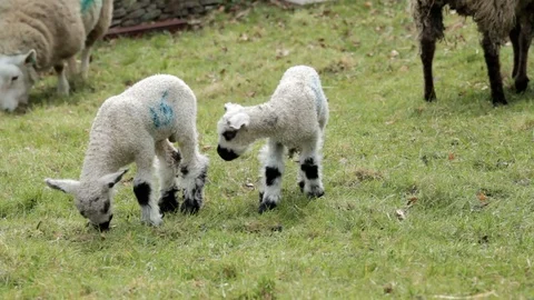 A pair of spring lambs Video stock 73925784