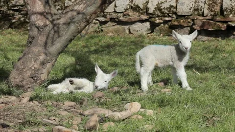 A pair of spring lambs Video stock 73925872