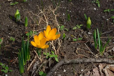 The pair of spring yellow crocus. Stock Photos