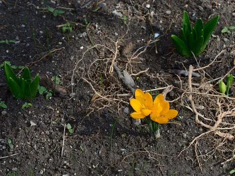 The pair of spring yellow crocus. Stock Photos