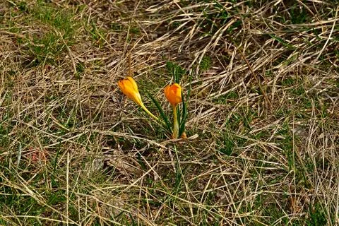 The pair of spring yellow crocus. Stock Photos