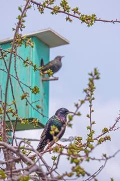 A pair of starlings in the spring Stock Photos