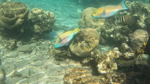 Pair of Steeped Parrotfish Yellow Fish Among Sea Creatures in Coral Reef  動画素材 273952993