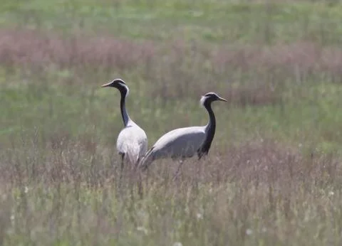 A pair of steppe cranes in the steppe. Stock Photos