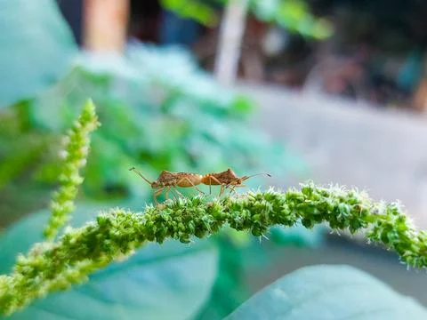 Pair of stink bugs copulating on green leaf Stock Photos