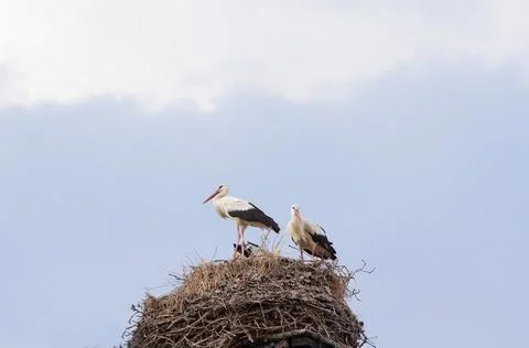 A pair of storks with chicks in the nest, bottom view. Stock Photos
