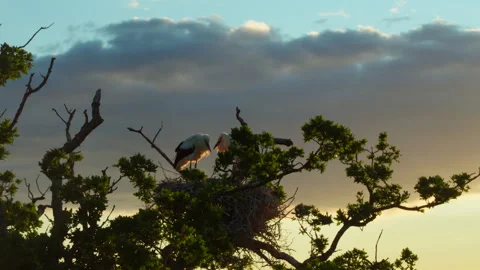 Pair of storks mating in a nest during sunset Stock Footage 328193872