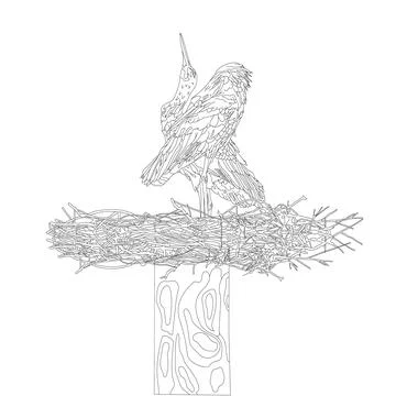 A pair of storks in a nest. Gray and white Storks  in outline style on white Stock Illustration
