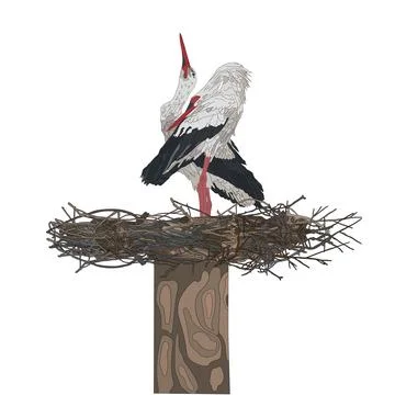 A pair of storks in a nest. Gray and white Storks on white background. Vector Stock Illustration