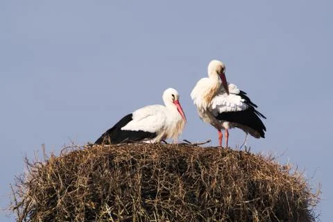 A pair of Storks in the nest 写真素材