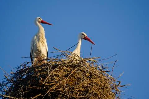 Pair of storks in the nest Stock Photos