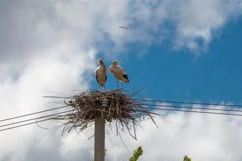 A pair of storks in a nest on a pole under a blue sky Foto stock
