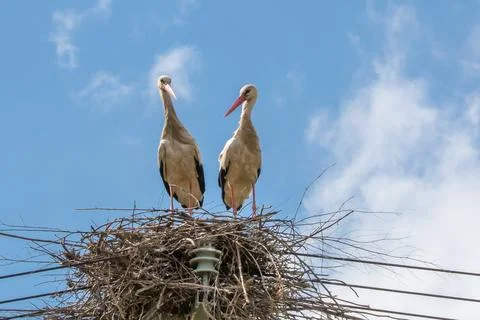 A pair of storks in a nest on a pole under a blue sky Stock Photos