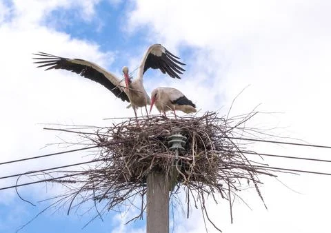 A pair of storks in a nest on a pole under a blue sky Stock Photos