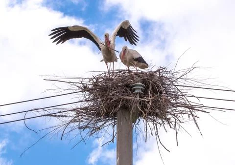 A pair of storks in a nest on a pole under a blue sky Stock Photos