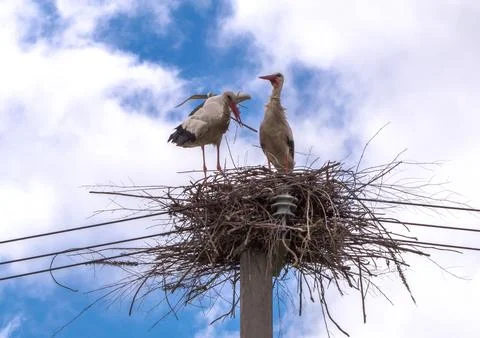 A pair of storks in a nest on a pole under a blue sky Stock Photos