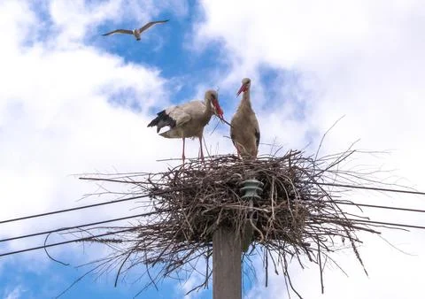 A pair of storks in a nest on a pole under a blue sky Stock Photos