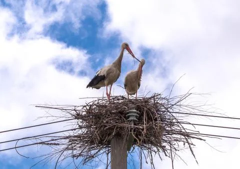 A pair of storks in a nest on a pole under a blue sky Stock Photos