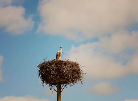 Pair of storks 스톡 사진