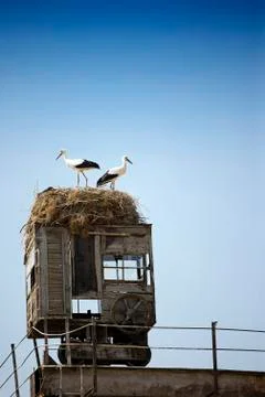 A pair of storks Stock Photos