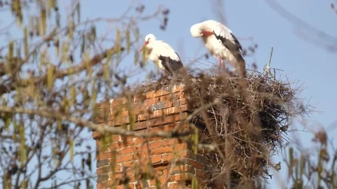 A pair of storks sits in its nest, built in an old disused brick chimney Stock Footage 233253171