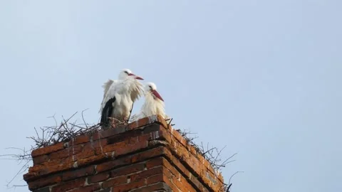 A pair of storks sits in its nest, built in an old disused brick chimney Stock Footage 234621099