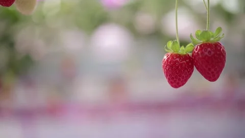 A pair of strawberries on the right of the frame, defocus background. Stock Footage 247323327