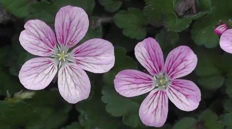 Pair of Summer Geranium Flowers with Strong Pentagonal Geometry Phi Fibonacci Stock-Footage 50769288