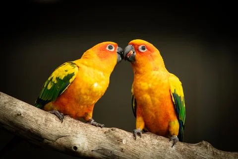 Pair of sun conure, also known as the sun parakeet, is a medium-sized, vibr.. Stock Photos